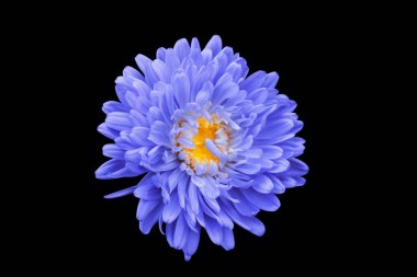 blue chrysanthemum on black isolated background