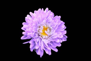 pink chrysanthemum on black isolated background