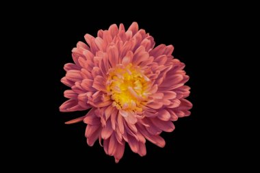 red chrysanthemum on black isolated background