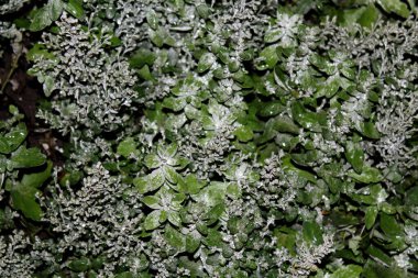 Yağmur dindikten sonra su damlaları ile yeşil yapraklar