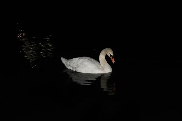 Weißer Schwan Der Nacht Auf Dem Teich — Stockfoto