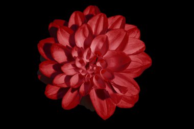 siyah arka plan üzerine izole sümbül