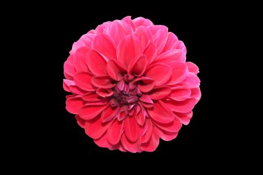 siyah arka plan üzerine izole sümbül