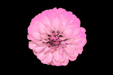 siyah arka plan üzerine izole sümbül