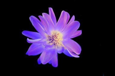 Siyah arkaplanda izole edilmiş pembe çiçek