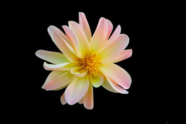 Çiçek siyah arkaplanda izole edildi