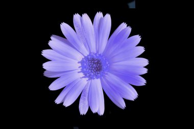 Siyah arkaplanda izole edilmiş pembe çiçek