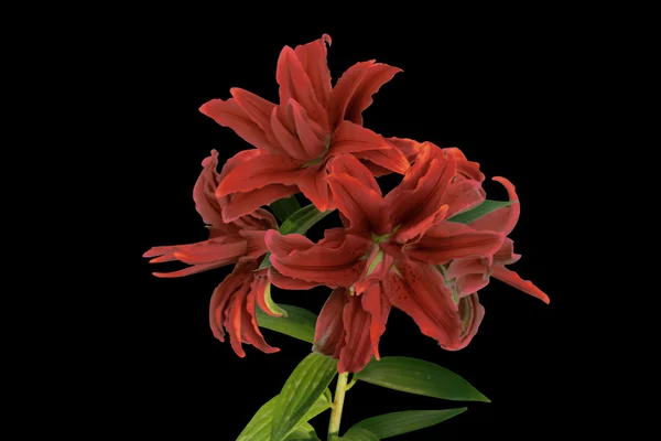 Pink lilies isolated on black background — Stock Photo, Image