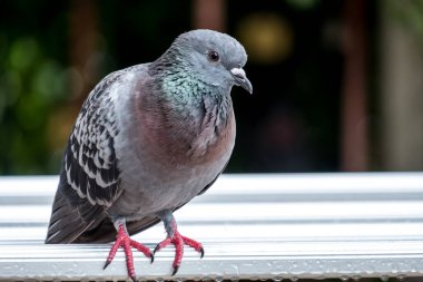 Sızdıran bir evde duran bir güvercin..