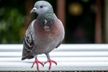 Sızdıran bir evde duran bir güvercin..