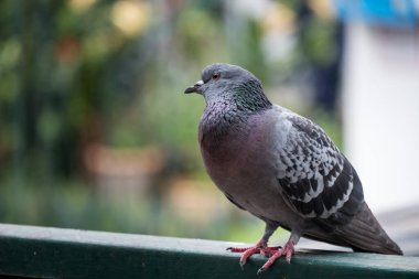 Sızdıran bir evde duran bir güvercin..