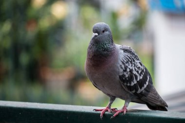 Sızdıran bir evde duran bir güvercin..