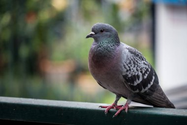 Sızdıran bir evde duran bir güvercin..