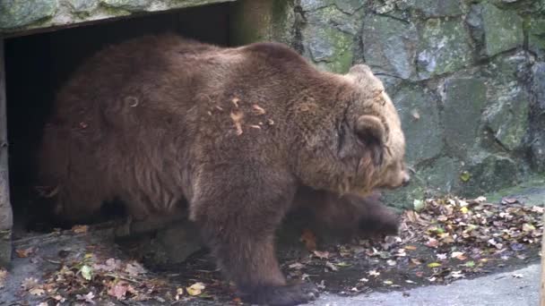 Björn Som Sopar Löv Framför Sitt Hem Ett Zoo Högst — Stockvideo