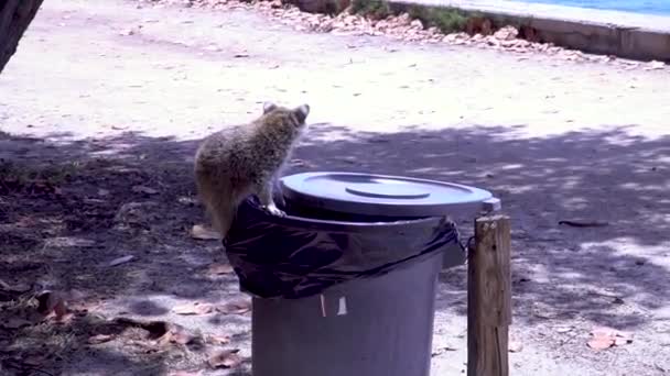 Mapache robando comida de un cubo de basura y huyendo — Vídeos de Stock