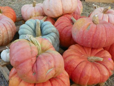 Renkli Sonbahar Balkabağı Yığını