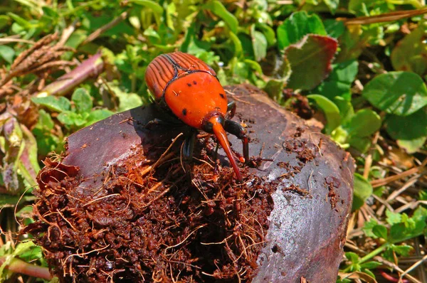 ヤシの木を攻撃する赤と黒の昆虫ラインチョホルス強欲の閉鎖 — ストック写真