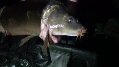 Fisher gölden yakaladığı sazan balığını elleriyle gururla tutuyordu..