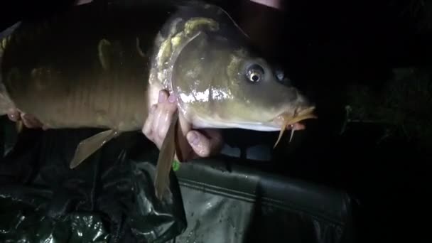 Fisher mostrando una carpa que atrapó fuera de un lago, sosteniéndolo orgullosamente con sus manos. — Vídeo de stock