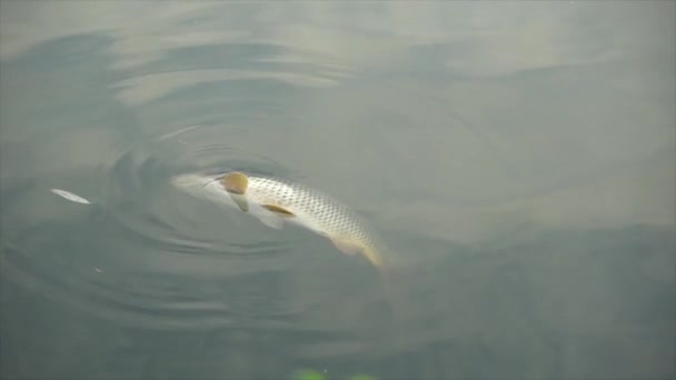 Lebende Fischkarpfen im Teich. Dicker Fisch erwacht zum Leben und schwimmt davon