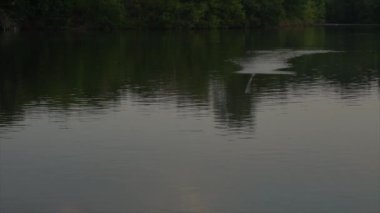 Carp fishing angler holding a fishing rod and throwing boyla bait or feeding the fish with boyles or pellets.
