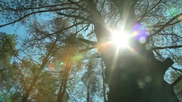 Sunset beams through trees in forest, HD motorized time lapse clip — Stock Video