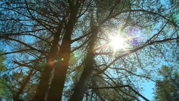 Den sol skimrande strålen av ljus — Stockvideo
