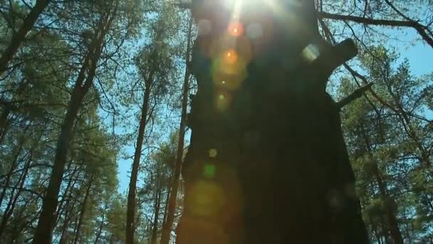 Pôr do sol vigas através de árvores na floresta — Vídeo de Stock