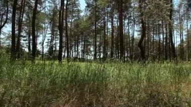 Orman, çim, gökyüzü