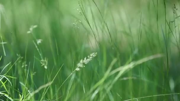 Floresta, grama — Vídeo de Stock