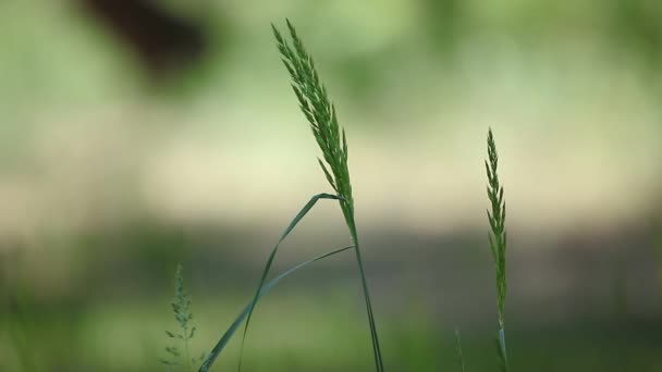 Bosque, hierba, primer plano — Vídeos de Stock