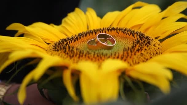 Ringen op zonnebloem — Stockvideo