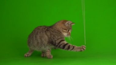 Yeşil arka planda çizgili ekranda gri, güzel kedi yavrusu..