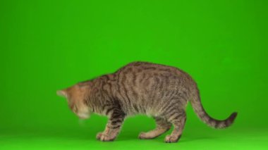 Yeşil arka planda çizgili ekranda gri, güzel kedi yavrusu..