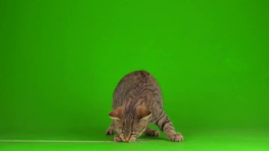 Yeşil arka planda çizgili ekranda gri, güzel kedi yavrusu..