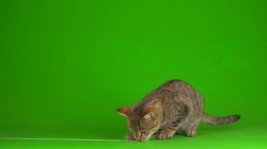 Yeşil arka planda çizgili ekranda gri, güzel kedi yavrusu..