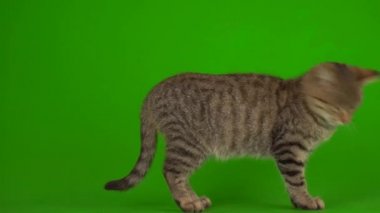 Yeşil arka planda çizgili ekranda gri, güzel kedi yavrusu..