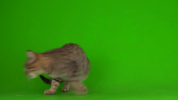 Šedé Krásné Kotě Pruhované Obrazovce Zeleném Pozadí — Stock video