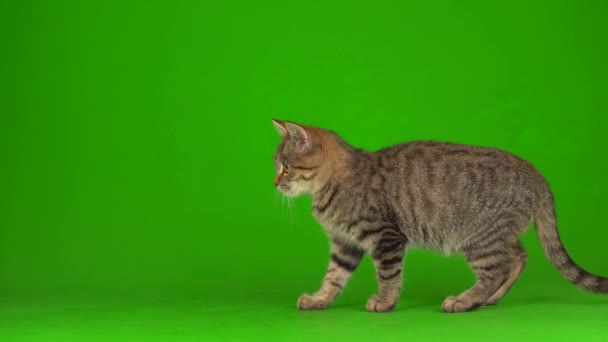 배경에 줄무늬가 화면에 나오는 회색아름다운 고양이 — 비디오