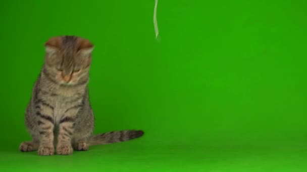 灰色美丽的小猫 在绿色背景的条纹屏幕上 — 图库视频影像