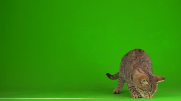 Yeşil Arka Planda Çizgili Ekranda Gri Güzel Kedi Yavrusu — Stok video