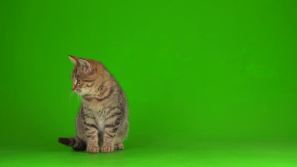 Γκρι Όμορφο Γατάκι Μια Ριγέ Οθόνη Ένα Πράσινο Φόντο — Αρχείο Βίντεο