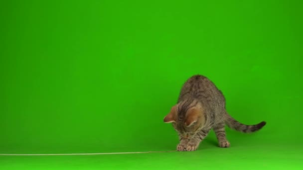 Grå Vacker Kattunge Randig Skärm Grön Bakgrund — Stockvideo