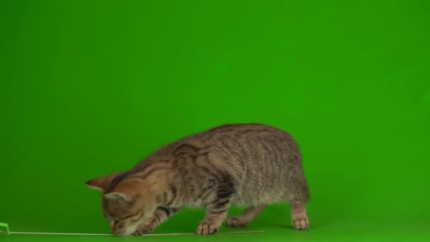 Gray Beautiful Kitten Striped Screen Green Background — Stock Video