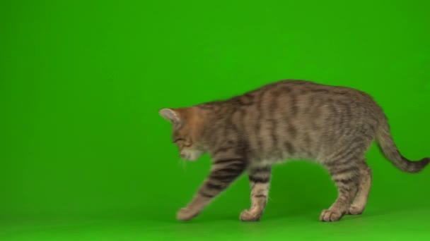 Gray Beautiful Kitten Striped Screen Green Background — Stock Video