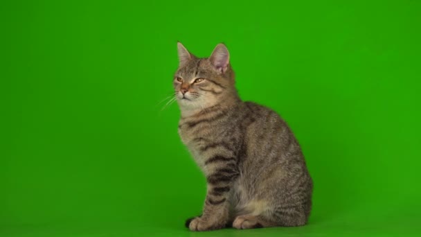 Grå Vacker Kattunge Randig Skärm Grön Bakgrund — Stockvideo