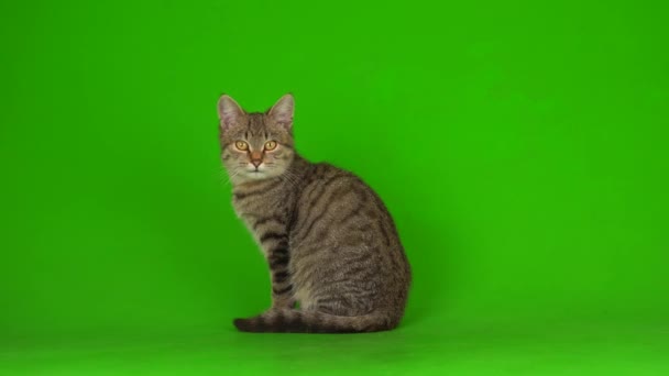 Gatito Hermoso Gris Una Pantalla Rayada Sobre Fondo Verde — Vídeos de Stock