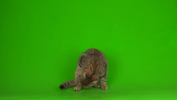 Γκρι Όμορφο Γατάκι Μια Ριγέ Οθόνη Ένα Πράσινο Φόντο — Αρχείο Βίντεο