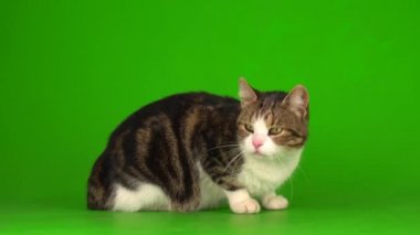 Yeşil ekranda gri ve beyaz kedi.
