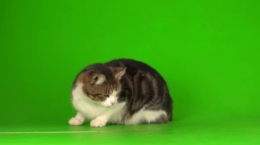 Yeşil ekranda gri ve beyaz kedi.